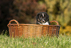 Australian Shepherd Puppy