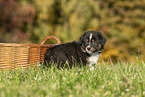 Australian Shepherd Puppy