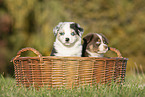 Australian Shepherd Puppies