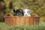 Australian Shepherd Puppies