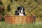 Australian Shepherd Puppy