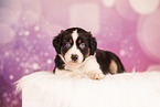 Australian Shepherd Puppy