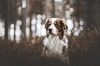 Australian Shepherd Portrait