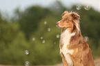 Australian Shepherd in summer