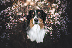 adult Australian Shepherd