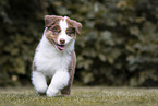 Australian Shepherd Puppy