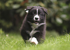 Australian Shepherd Puppy