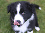 Australian Shepherd Puppy