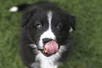 Australian Shepherd Puppy