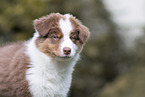 Australian Shepherd Puppy