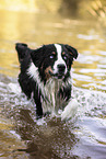 adult Australian Shepherd