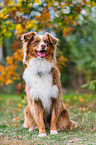 Australian Shepherd