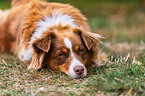 Australian Shepherd