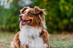 Australian Shepherd