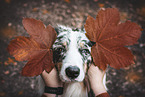 male Australian Shepherd