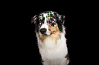 female Australian Shepherd