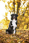 Australian Shepherd in autummn