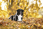 Australian Shepherd in autummn