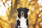 Australian Shepherd in autummn