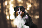 adult Australian Shepherd