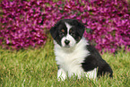 Australian Shepherd Puppy