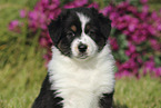 Australian Shepherd Puppy