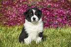 Australian Shepherd Puppy