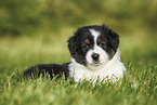 Australian Shepherd Puppy