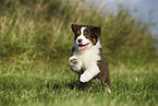 Australian Shepherd Puppy