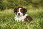 Australian Shepherd Puppy