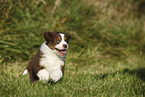 Australian Shepherd Puppy