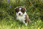 Australian Shepherd Puppy