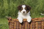 Australian Shepherd Puppy