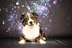 adult Australian Shepherd