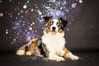 adult Australian Shepherd