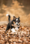 Australian Shepherd Puppy