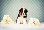 Australian Shepherd Puppy