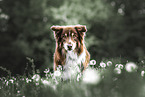 adult Australian Shepherd