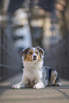 female Australian Shepherd