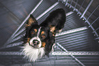 male Australian Shepherd