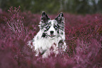 Australian Shepherd