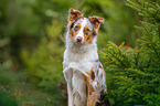 Australian Shepherd