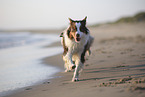 red-tri Australian Shepherd