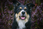 Australian Shepherd