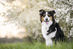 Australian Shepherd