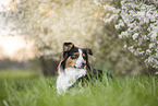 Australian Shepherd