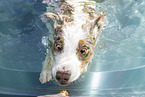 Australian Shepherd