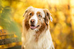 Australian Shepherd