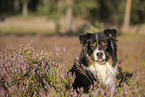 Australian Shepherd