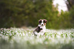 Australian Shepherd